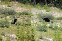 18 A Bear In A Field Next To The Road From Lake Louise Village To Lake Louise.jpg